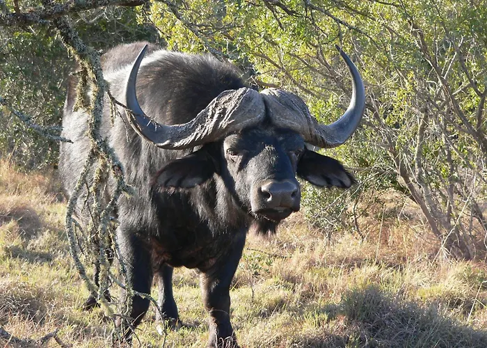 Lalibela Wildlife Reserve - Inzolo Lodge